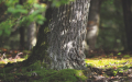 Nos actions écologiques